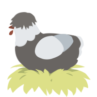 A grey and mist chicken with a head pattern