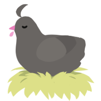 Pidge, a grey chicken