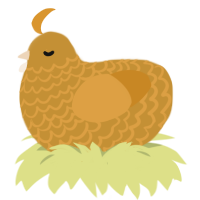 Buttercrunch, a gold and orange chicken with a lace pattern