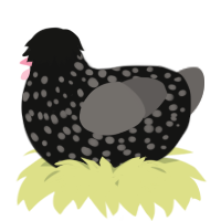 A black and grey chicken with a speckle pattern