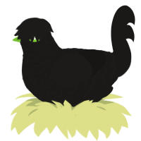 IYDKMIGTHTKY, a sable chicken with a lace pattern
