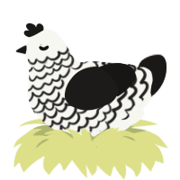 Sifting, a white and sable chicken with a lace pattern