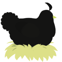 A black chicken