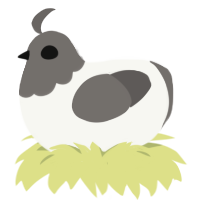 Chimken, a white and grey chicken with a head pattern