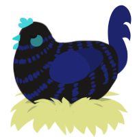 Midnight, a sable and navy chicken with a bar pattern