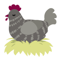 Clyde, a grey and ash chicken with a bar pattern