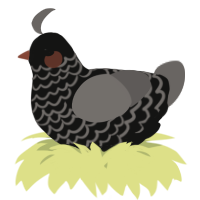 A black and grey chicken with a lace pattern