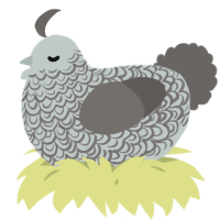 A silver and grey chicken with a double-lace pattern
