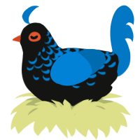 A black and sapphire chicken with a half-lace pattern