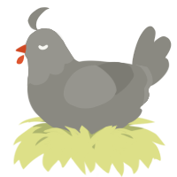 A ash chicken with a head pattern