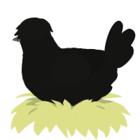 Exidia, a black chicken with a lace pattern