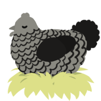 A ash and sable chicken with a lace pattern