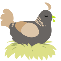A grey and beige chicken with a neck-band pattern