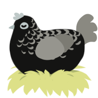 Oliver, a black and ash chicken with a half-lace pattern