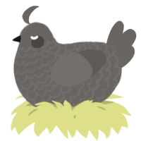 A grey chicken with a lace pattern