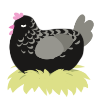 (unnamed), a sable and ash chicken with a half-lace pattern