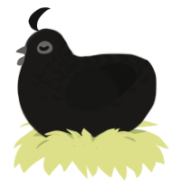 Full Moontini, a sable and black chicken with a half-lace pattern