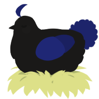 A sable and navy chicken