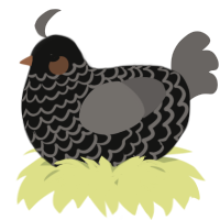 A black and grey chicken with a lace pattern