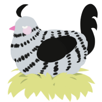 A mist and black chicken with a bar pattern