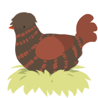 A bark and russet chicken with a bar pattern