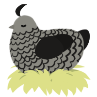 A ash and sable chicken with a lace pattern