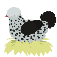 A silver and sable chicken with a speckle pattern