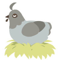 A silver and ash chicken with a head pattern