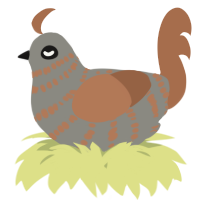 A ash and brown chicken with a bar pattern