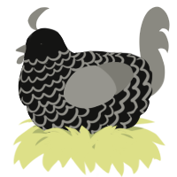 A black and ash chicken with a lace pattern