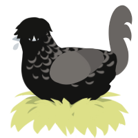 A black and grey chicken with a half-lace pattern