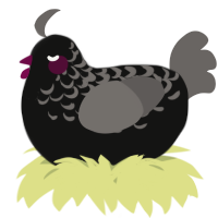 A black and grey chicken with a half-lace pattern