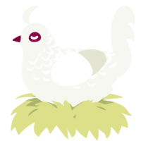 A white chicken with a half-lace pattern