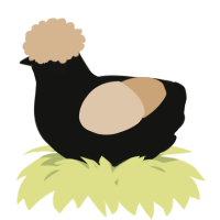 A black and beige chicken