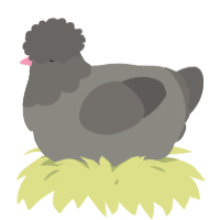 A ash and grey chicken with a head pattern