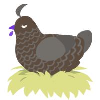 A bark and grey chicken with a lace pattern