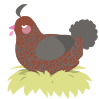 A russet and grey chicken with a double-lace pattern