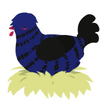 A navy and black chicken with a bar pattern