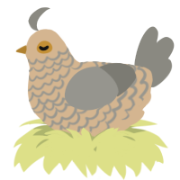 A beige and ash chicken with a lace pattern