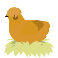 A orange and ochre chicken with a head pattern