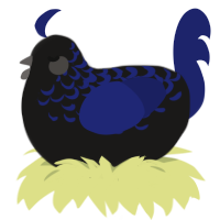 (unnamed), a sable and navy chicken with a half-lace pattern