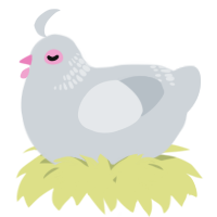 A mist chicken with a neck-band pattern