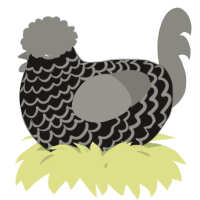 A sable and ash chicken with a lace pattern