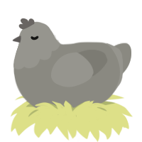 Stone, a ash chicken with a head pattern