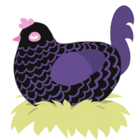 Kinetic, a black and overcast chicken with a lace pattern