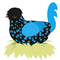 Jewel, a sable and sky chicken with a speckle pattern