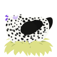 A white and black chicken with a speckle pattern