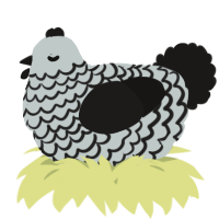 A silver and sable chicken with a lace pattern