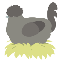 A ash and grey chicken