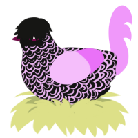 Teenage angst, a black and lavender chicken with a double-lace pattern